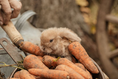 Fluffy foxy rabbit with carrot on autumn background