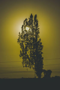 Silhouette tree against clear sky at sunset