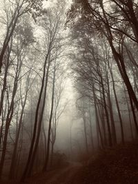 Trees in forest during winter