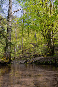 Scenic view of river in forest