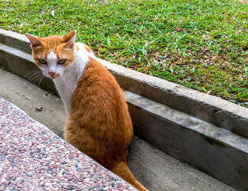 High angle view of cat sitting on grass