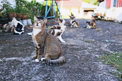 Cats on street in city