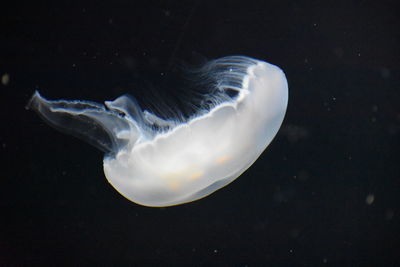 Close-up of jellyfish swimming in sea