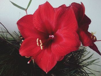 Close-up of red flower