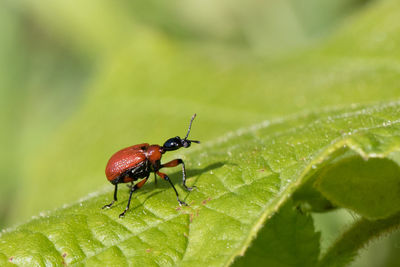 Close-up of insect on leaf