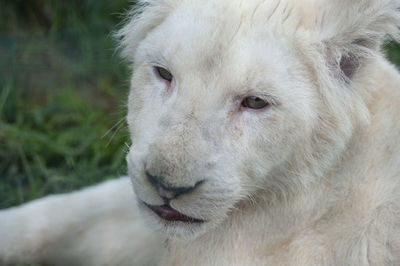 Young white lion