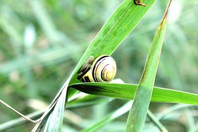 Close-up of snail on leaf