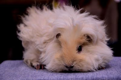 Close-up of a dog resting