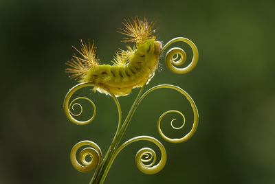 Fire caterpillar on leaf edge