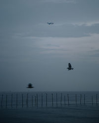 Silhouette birds flying over sea against sky