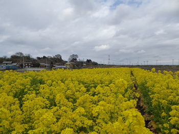 Scenic view of oilseed rape field against sky