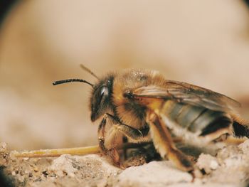 Close-up of bee