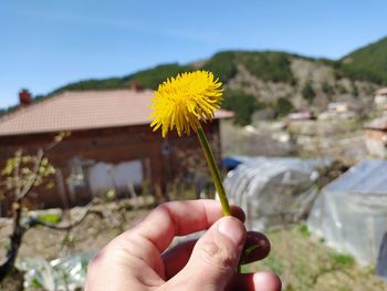 Close-up of hand holding yellow flowering plant