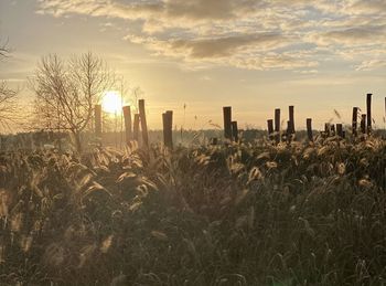 Plants growing on field against sky during sunset