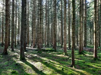 Trees in forest