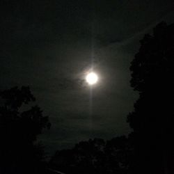 Low angle view of silhouette trees against sky at night