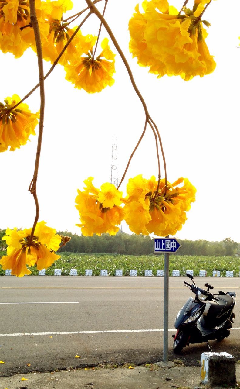 yellow, flower, clear sky, growth, beauty in nature, transportation, nature, fragility, freshness, tree, plant, day, mode of transport, outdoors, no people, text, sunlight, leaf, land vehicle, branch