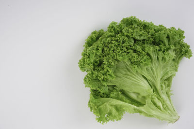 Close-up of green leaf against white background