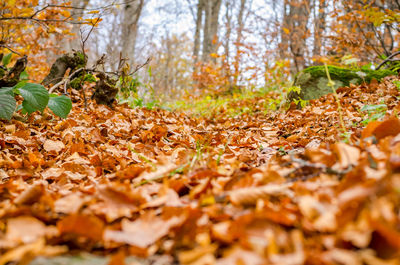 Close-up of tree trunk in forest during autumn