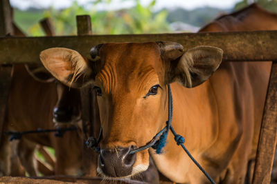 Close-up portrait of horse