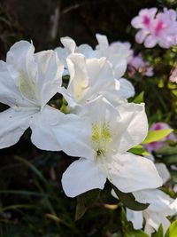 Close-up of white flowers blooming outdoors