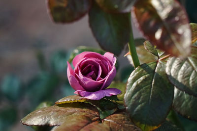 Close-up of pink rose