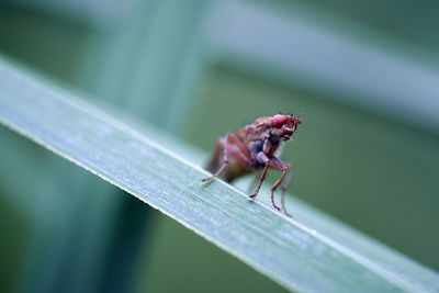 Close-up of insect on leaf