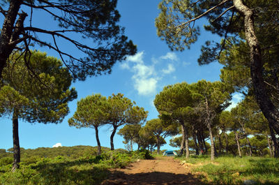 Trees growing on field against sky