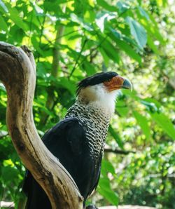 Close-up of bird perching on tree