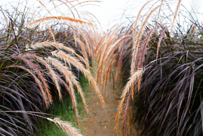 Close-up of crops growing on field against sky