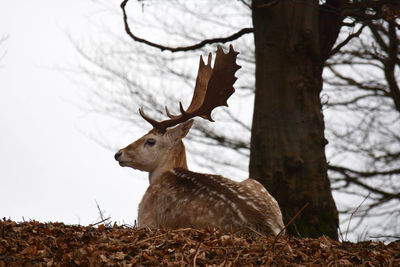 Deer on tree trunk