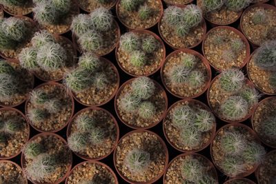 Full frame shot of succulent plants