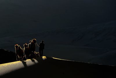 Herder with camels on sand dune in desert