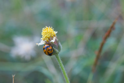 Close-up of ladybug on flower