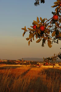 Tree growing on field against clear sky