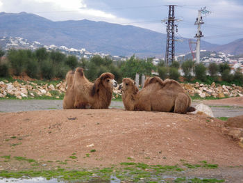 View of sheep on field