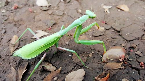 Close up of insect on leaf