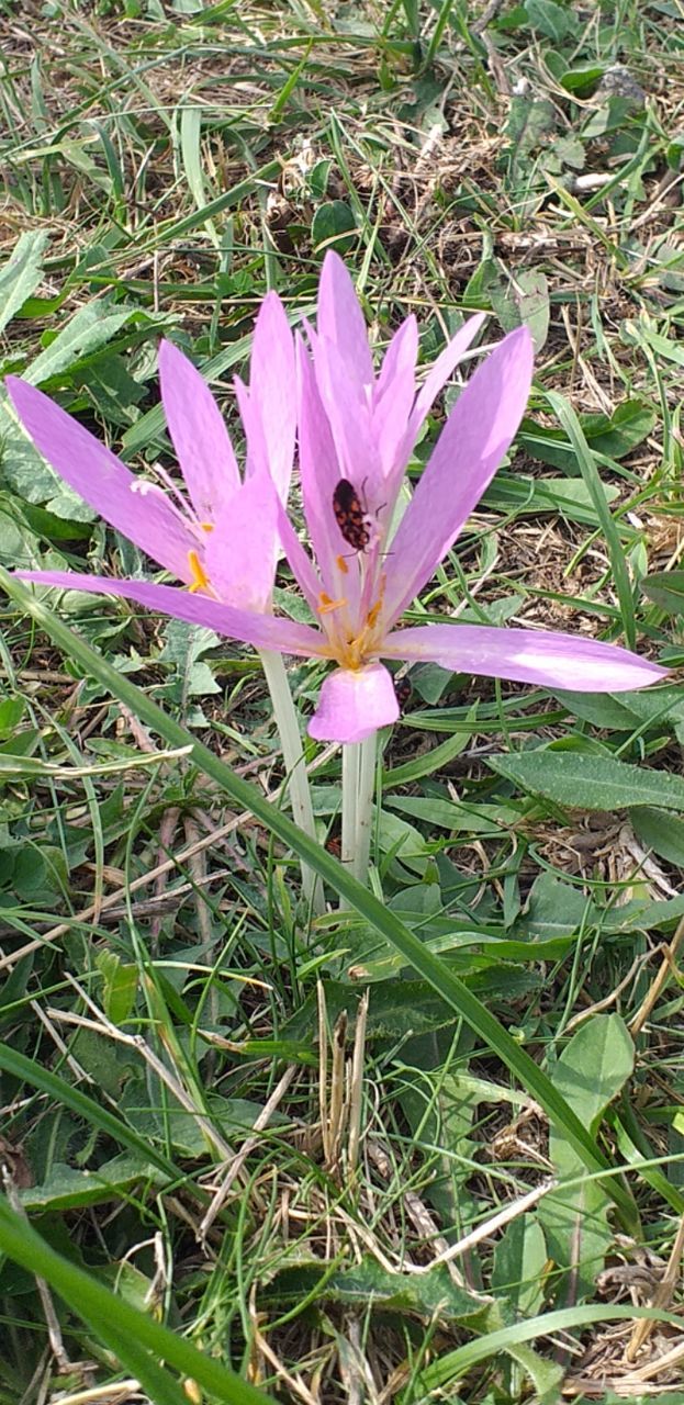 plant, flowering plant, flower, vulnerability, freshness, growth, fragility, beauty in nature, petal, pink color, inflorescence, flower head, field, nature, close-up, land, high angle view, day, no people, pollen, purple, crocus, iris