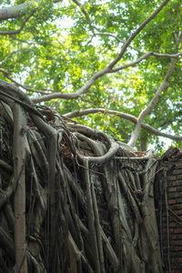 Low angle view of tree roots in forest