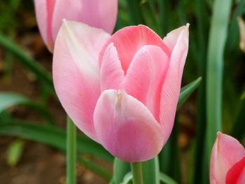 Close-up of pink tulip