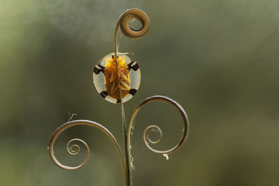 Close-up of insect