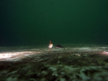 Bird swimming in a lake