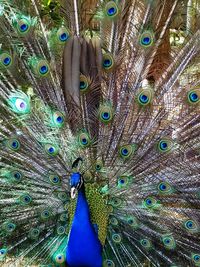 Close-up of peacock