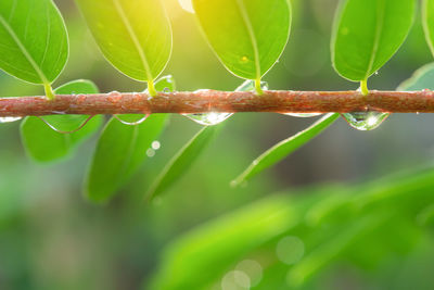 Close-up of raindrops on leaves