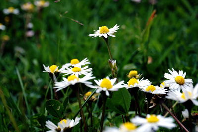 Close-up of white daisy flowers