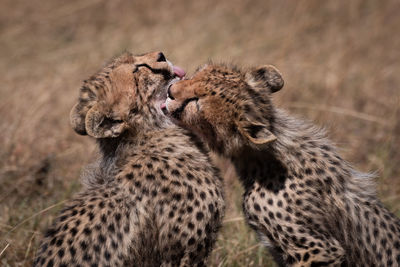 Cheetah licking in forest