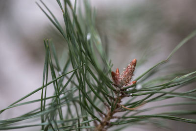 Close-up of insect on plant