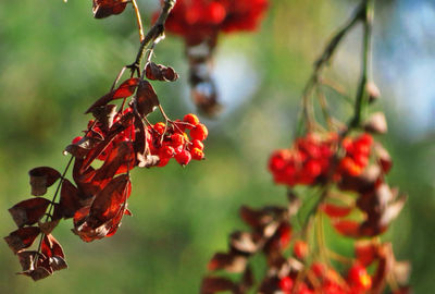 Close-up of red berries growing on tree