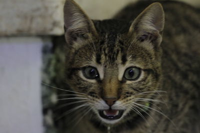 Close-up portrait of tabby cat