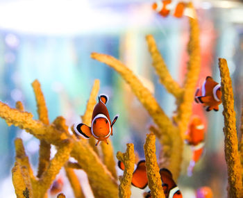Close-up of fish in sea